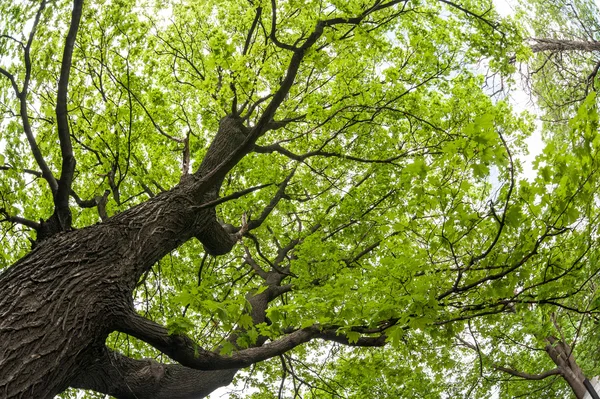 Big old maple tree — Stock Photo, Image