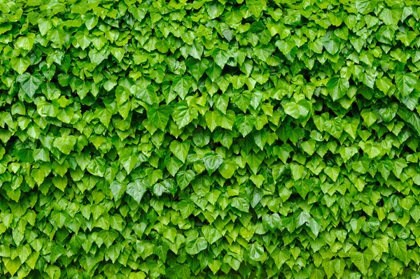 Green ivy background — Stock Photo, Image