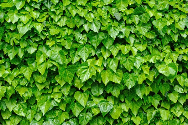 Green ivy leaves background — Stock Photo, Image