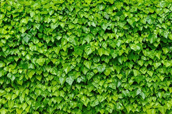 Green ivy leaves background — Stock Photo, Image