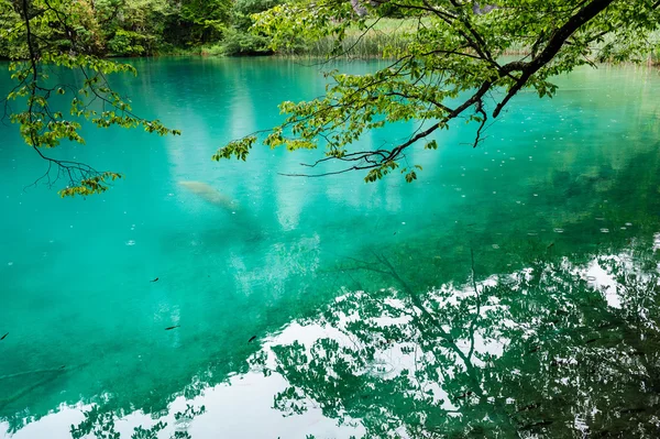 Agua clara de los lagos de Plitvice, Croacia — Foto de Stock