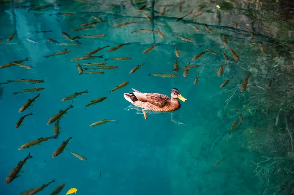 Duck and fishes in water of Plitvice Lakes, Croatia