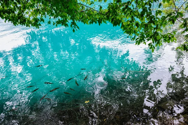 Eau claire des lacs de Plitvice, Croatie — Photo