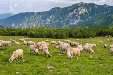 Alpine mera Retezat Milli Parkı'nda, Karpatlar, Romanya. 