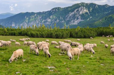 Alpine pastures in Retezat National Park, Carpathians, Romania.  clipart