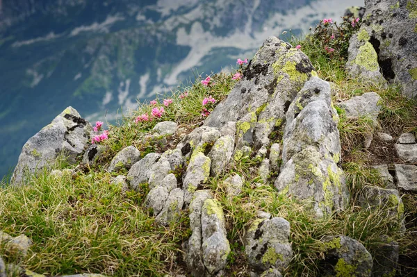 Rhododendron flowers of Retezat Mountains, Romania, Europe — Stock Photo, Image