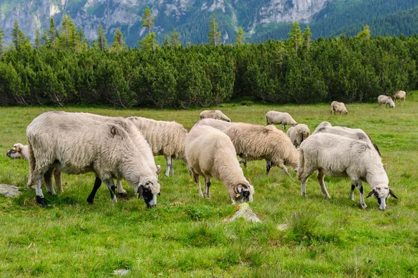 Alpages dans le Parc National de Retezat, Carpates, Roumanie . — Photo