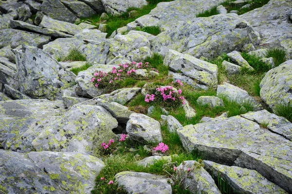 Fiori di Rododendro dei Monti Retezat, Romania, Europa — Foto Stock