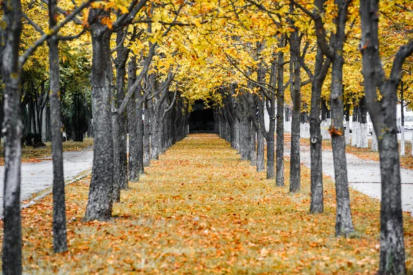 Autumn park alley — Stockfoto