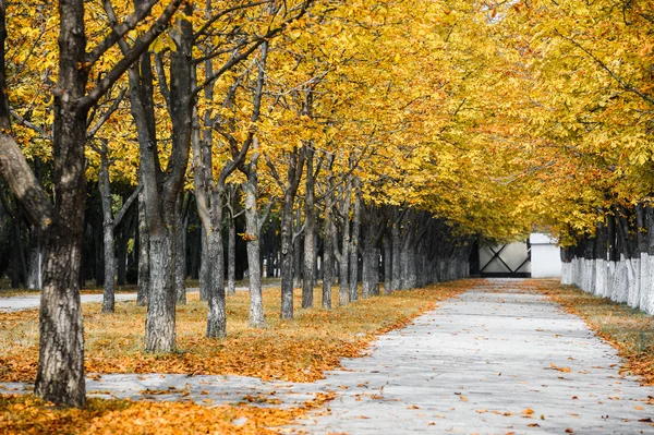 Autumn park alley — Stok fotoğraf