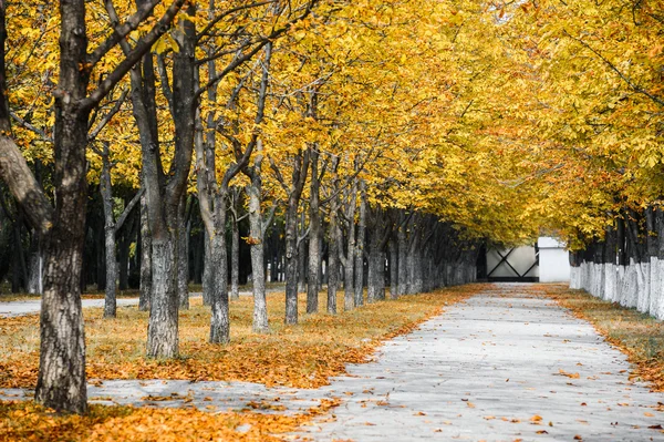 Autunno vicolo parco — Foto Stock