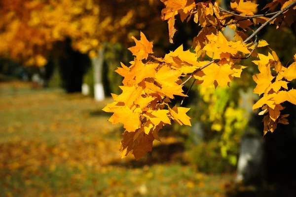 Ramo de árvore com folhas de outono. — Fotografia de Stock
