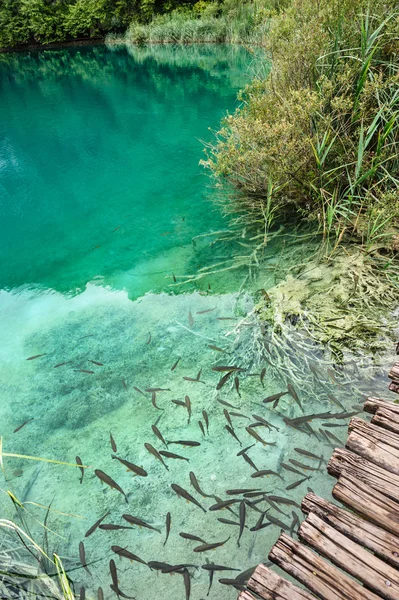 Fiskar i klart vatten Plitvice Lakes, Kroatien — Stockfoto