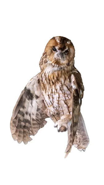 Hibou Chouette Tachetée Debout Sur Branche Sur Fond Blanc Isolé — Photo