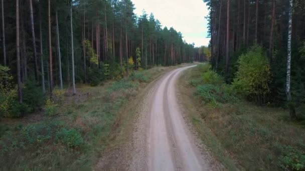 Gravel Country Road Green Pine Forest Woods Rostoucí Obou Stranách — Stock video