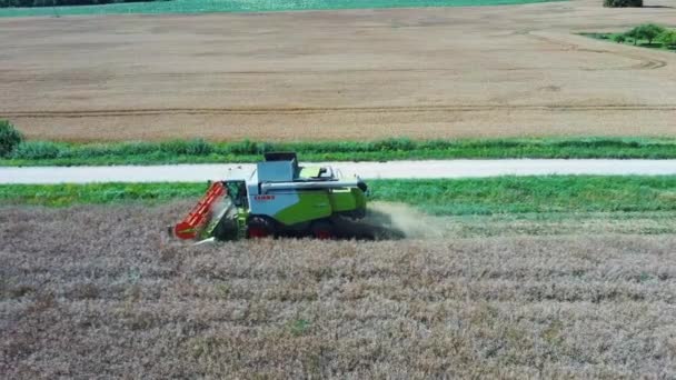 フィールド上の熟した菜種の豆と収穫者のしきい値のレイプ 上から穀物の空中4Kビデオをスレッシングハーベスターを組み合わせた上を飛ぶ — ストック動画