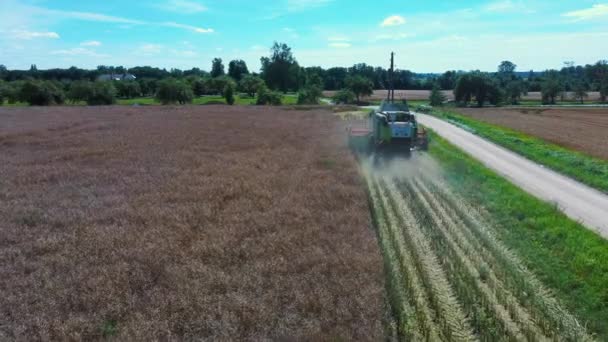 フィールド上の熟した菜種の豆と収穫者のしきい値のレイプ 上から穀物の空中4Kビデオをスレッシングハーベスターを組み合わせた上を飛ぶ — ストック動画