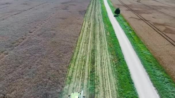 Colheitadeira Threshing Estupro Com Feijão Colza Maduro Campo Voando Sobre — Vídeo de Stock