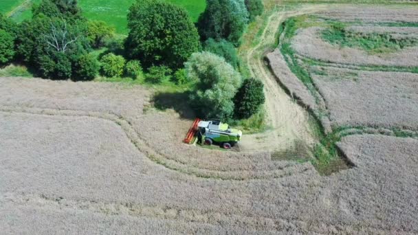 Colheitadeira Threshing Estupro Com Feijão Colza Maduro Campo Voando Sobre — Vídeo de Stock