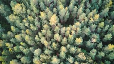Sonbaharda Green Pine ve Spruce Kozalaklı Ağaçlar Ormanı 'nın yukarıdan görünüşü. Doğa Arkaplan Görüntüsü. 4K Video