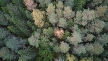 Sonbaharda Green Pine ve Spruce Kozalaklı Ağaçlar Ormanı 'nın yukarıdan görünüşü. Doğa Arkaplan Görüntüsü. 4K Video