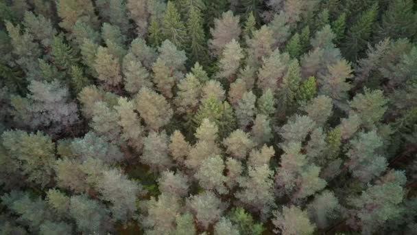 Vista Aérea Arriba Hacia Abajo Del Bosque Pino Verde Coníferas — Vídeos de Stock