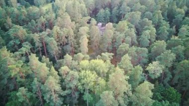 Tervete, Letonya 'da Pine Forest ile çevrili yeniden inşa edilmiş Semigallian Ahşap Şatosu. Hava Dron 4k Görünümü.