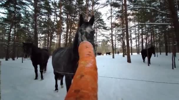波夫喂马喂胡萝卜 马食胡萝卜 亲临第一人近观雪冬 — 图库视频影像