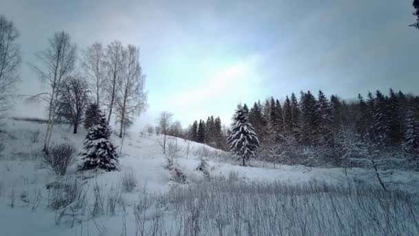 Hluboká Sněhová Zimní Krajina Zasněženými Stromy Kubesele Nature Trail Lotyšsko — Stock video