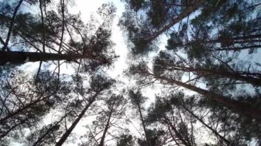Rüzgarda Esen Çam Ağaçları Mavi Gökyüzü Arkaplanı, Alt Manzara. Çam Ormanı Ağaç Taçlarına Bakıyor. Kamera Döndürme