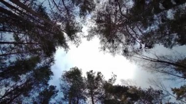 Rüzgarda Esen Çam Ağaçları Mavi Gökyüzü Arkaplanı, Alt Manzara. Çam Ormanı Ağaç Taçlarına Bakıyor. Statik Çekim 4K