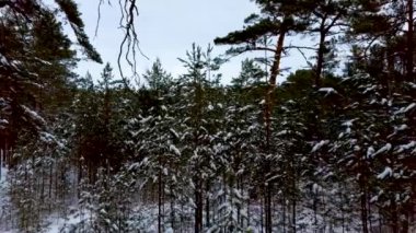 Derin Kış Ormanı 'ndaki Karlı Ağaç Gövdeleri' nin Arasında Uçan Dolly Yan Çekim 4k Kar Ormanı Kış Harikalar Diyarı