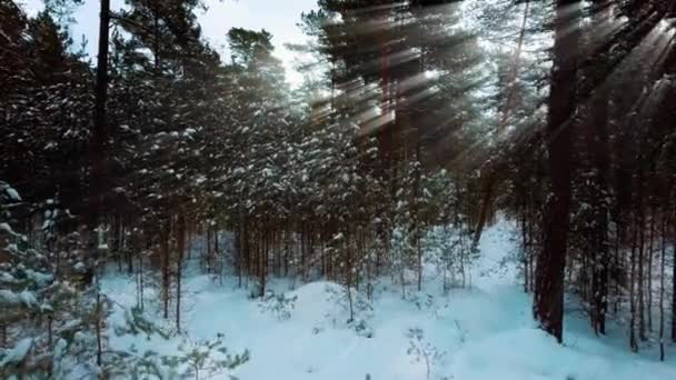 Erdő Téli Napon Ragyog Havas Fák Között Hóval Borított Erdő — Stock videók
