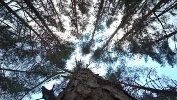 Drzewa Sosny Wiatr Niebieskim Tle Nieba Widok Dołu Sosnowy Las — Wideo stockowe