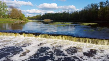 Flying Fish at Ventas Rumba Waterfall. The Widest Waterfall in Europe in Latvia Kuldiga Also Called Goldingen on River Venta. Aerial Dron Shot clipart