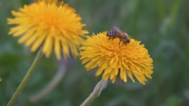 Sarı-yeşil Bokeh 'e karşı sarı karahindiba çiçeği. Yeşil Karahindiba Yaprakları. İlkbaharda Karahindiba Çiçeği. Yukarıdan Görüntüle.