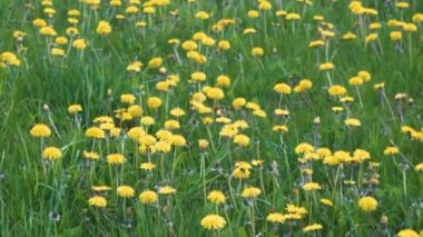Sarı-yeşil Bokeh 'e karşı sarı karahindiba çiçeği. Karahindiba Meadow Dolly vuruldu. İlkbaharda Karahindiba Çiçeği. Yukarıdan Görüntüle.