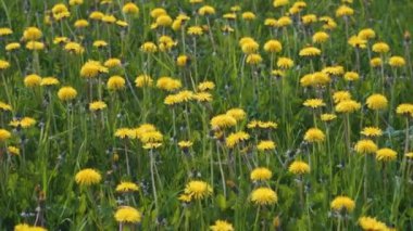 Sarı-yeşil Bokeh 'e karşı sarı karahindiba çiçeği. Karahindiba Meadow Dolly vuruldu. İlkbaharda Karahindiba Çiçeği. Yukarıdan Görüntüle.