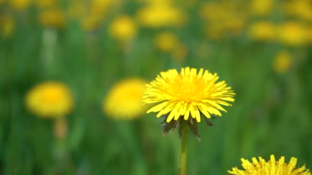 Fleur Pissenlit Jaune Contre Bokeh Jaune Vert Feuilles Pissenlit Vert — Video