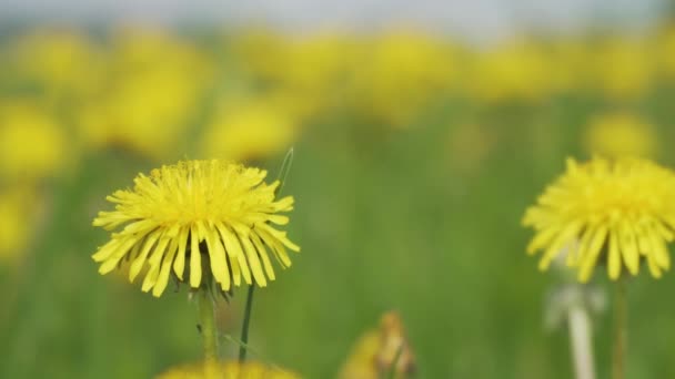 Sarı Yeşil Bokeh Karşı Sarı Karahindiba Çiçeği Yeşil Karahindiba Yaprakları — Stok video