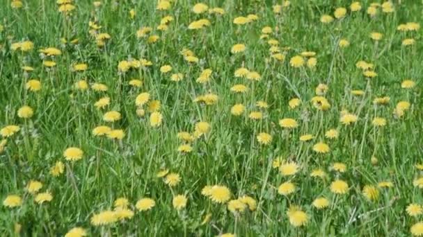 Flor Dente Leão Amarelo Contra Bokeh Amarelo Verde Dandelion Meadow — Vídeo de Stock