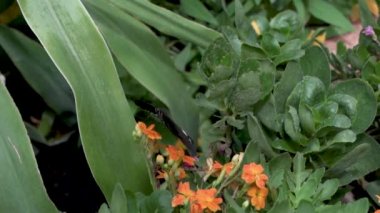 Genel Macro Mormon Kelebeği (Papilio Polytes) Bulanık Arkaplanlı Çiçeklerden Bal Emici ve Çiçekler Üzerinde Dinleniyor