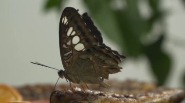 Renkli Mavi Kelebek 'in (Parthenos Sylvia) Yapraktaki Açık Kanatlarında Leylak Mavisi İşaretler ile Yakın Çekimi. Bu Büyük Kelebek Güneydoğu Asya 'da yaygın olarak bulunur..