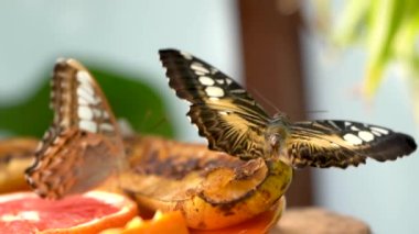 Renkli Mavi Kelebek 'in (Parthenos Sylvia) Yapraktaki Açık Kanatlarında Leylak Mavisi İşaretler ile Yakın Çekimi. Bu Büyük Kelebek Güneydoğu Asya 'da yaygın olarak bulunur..