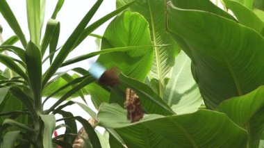 Renkli Mavi Kelebek 'in (Parthenos Sylvia) Yapraktaki Açık Kanatlarında Leylak Mavisi İşaretler ile Yakın Çekimi. Bu Büyük Kelebek Güneydoğu Asya 'da yaygın olarak bulunur..