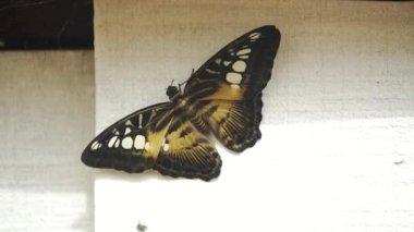 Renkli Mavi Kelebek 'in (Parthenos Sylvia) Yapraktaki Açık Kanatlarında Leylak Mavisi İşaretler ile Yakın Çekimi. Bu Büyük Kelebek Güneydoğu Asya 'da yaygın olarak bulunur..
