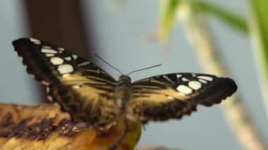 Renkli Mavi Kelebek 'in (Parthenos Sylvia) Yapraktaki Açık Kanatlarında Leylak Mavisi İşaretler ile Yakın Çekimi. Bu Büyük Kelebek Güneydoğu Asya 'da yaygın olarak bulunur..