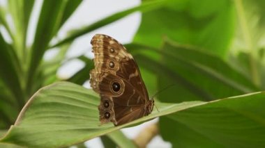 Renkli Mavi Kelebek 'in (Parthenos Sylvia) Yapraktaki Açık Kanatlarında Leylak Mavisi İşaretler ile Yakın Çekimi. Bu Büyük Kelebek Güneydoğu Asya 'da yaygın olarak bulunur..