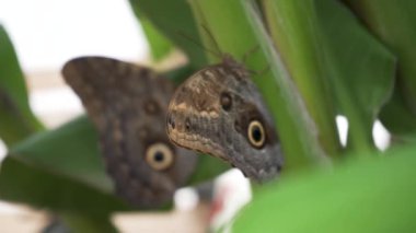 Renkli Mavi Kelebek 'in (Parthenos Sylvia) Yapraktaki Açık Kanatlarında Leylak Mavisi İşaretler ile Yakın Çekimi. Bu Büyük Kelebek Güneydoğu Asya 'da yaygın olarak bulunur..