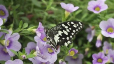 Papilio Demoleus Yaygın ve Yaygın Kırlangıç Kelebeği. Limon Kelebeği, Limon Kelebeği, Kireç Kuyruğu ve Çiçeklerden Bal Emici Kırlangıç Kelebeği olarak da bilinir.